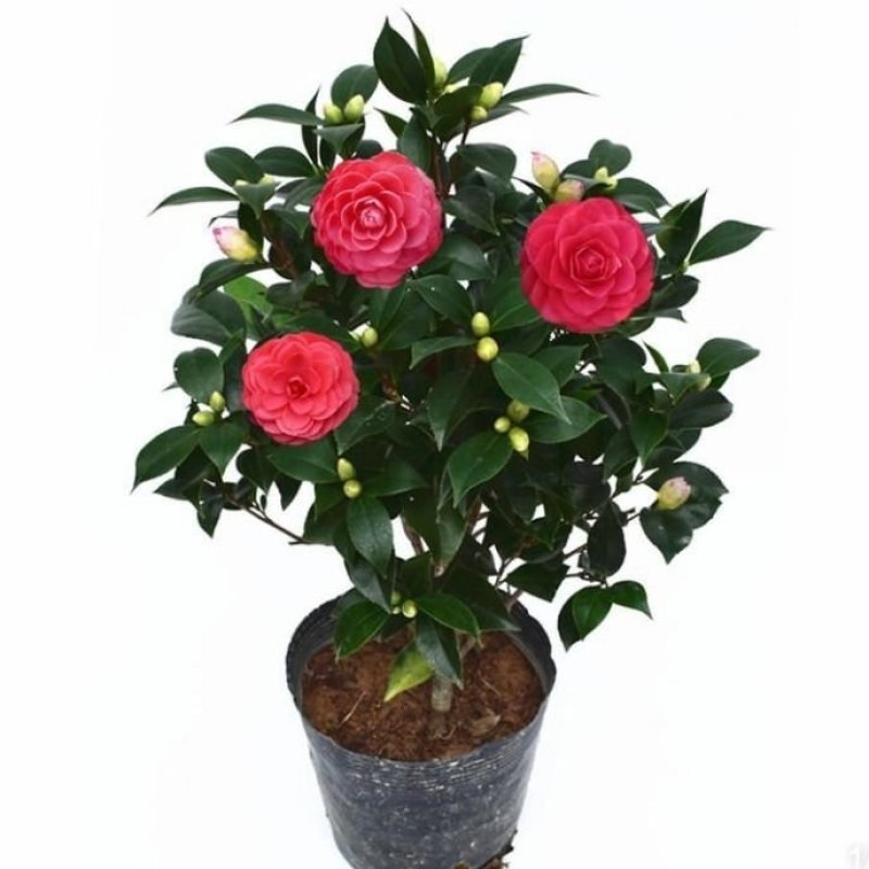 茶花苗山茶花树苗多色茶花四季开花绿植花卉盆栽玫瑰花苗带盆