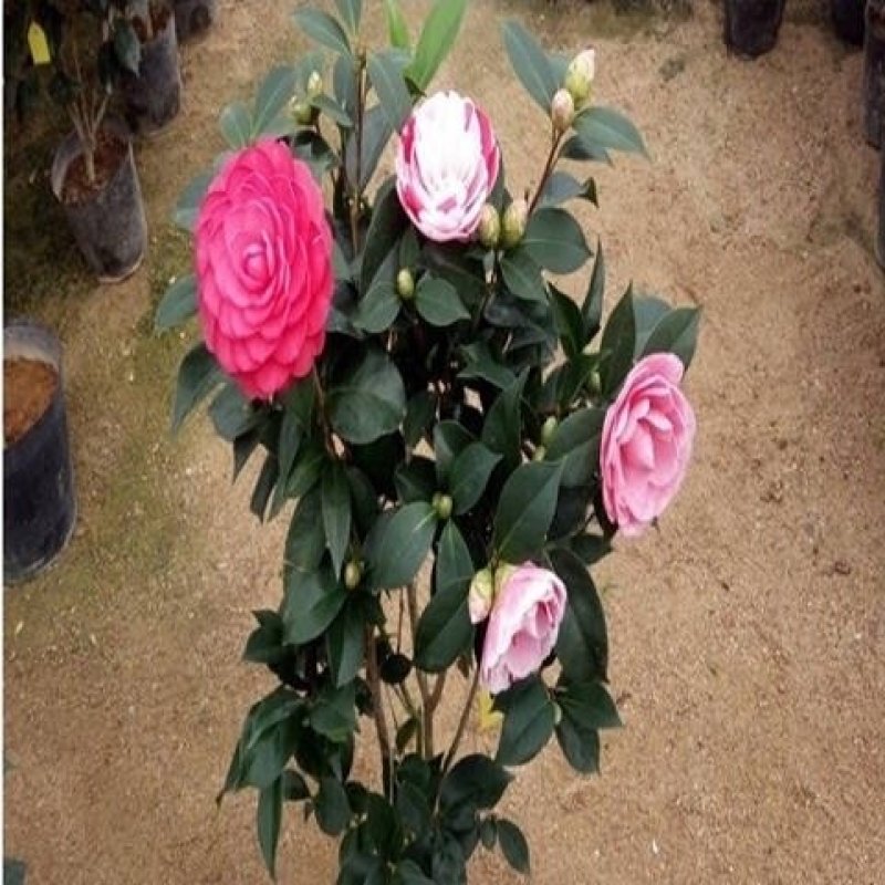茶花苗山茶花树苗多色茶花四季开花绿植花卉盆栽玫瑰花苗带盆