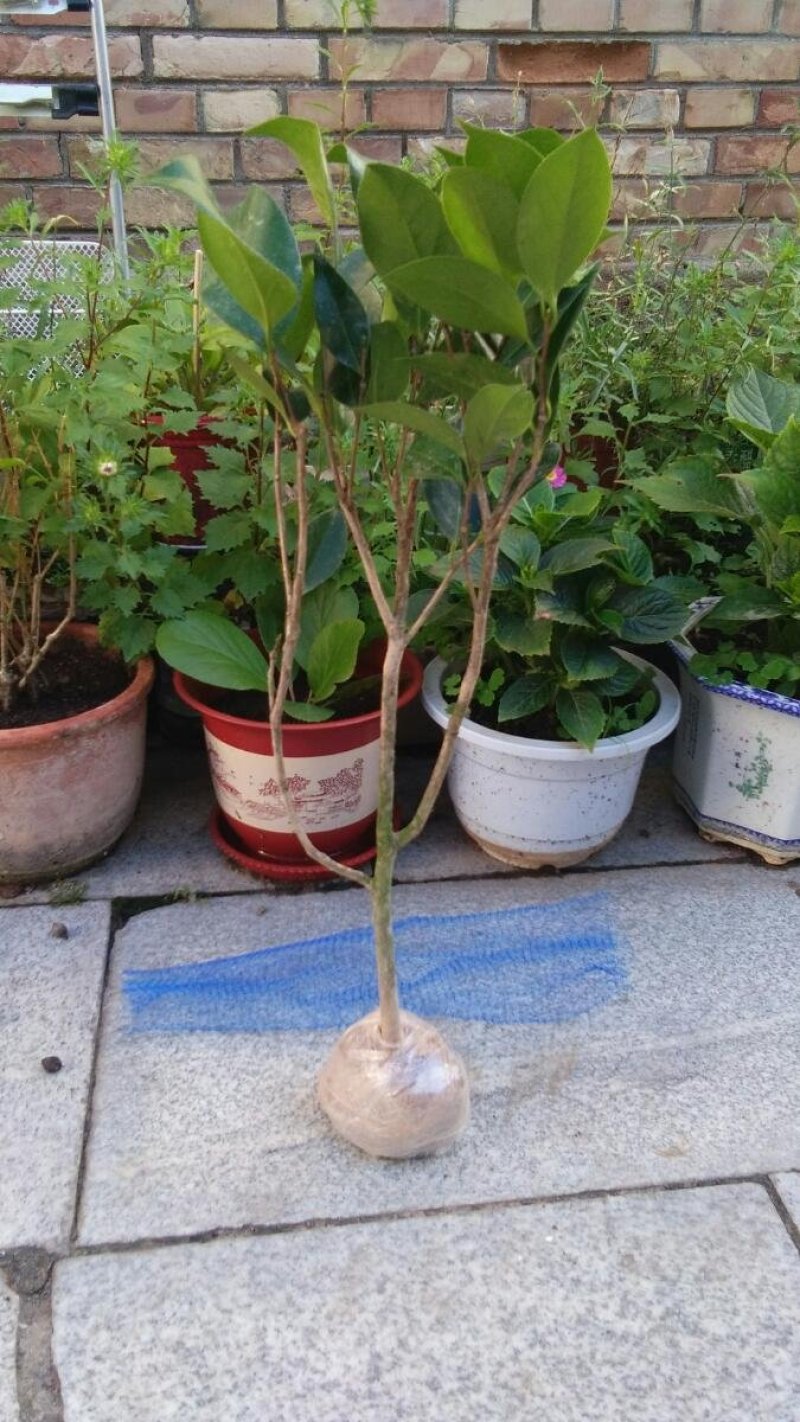 茶花苗山茶花树苗多色茶花四季开花绿植花卉盆栽玫瑰花苗带盆