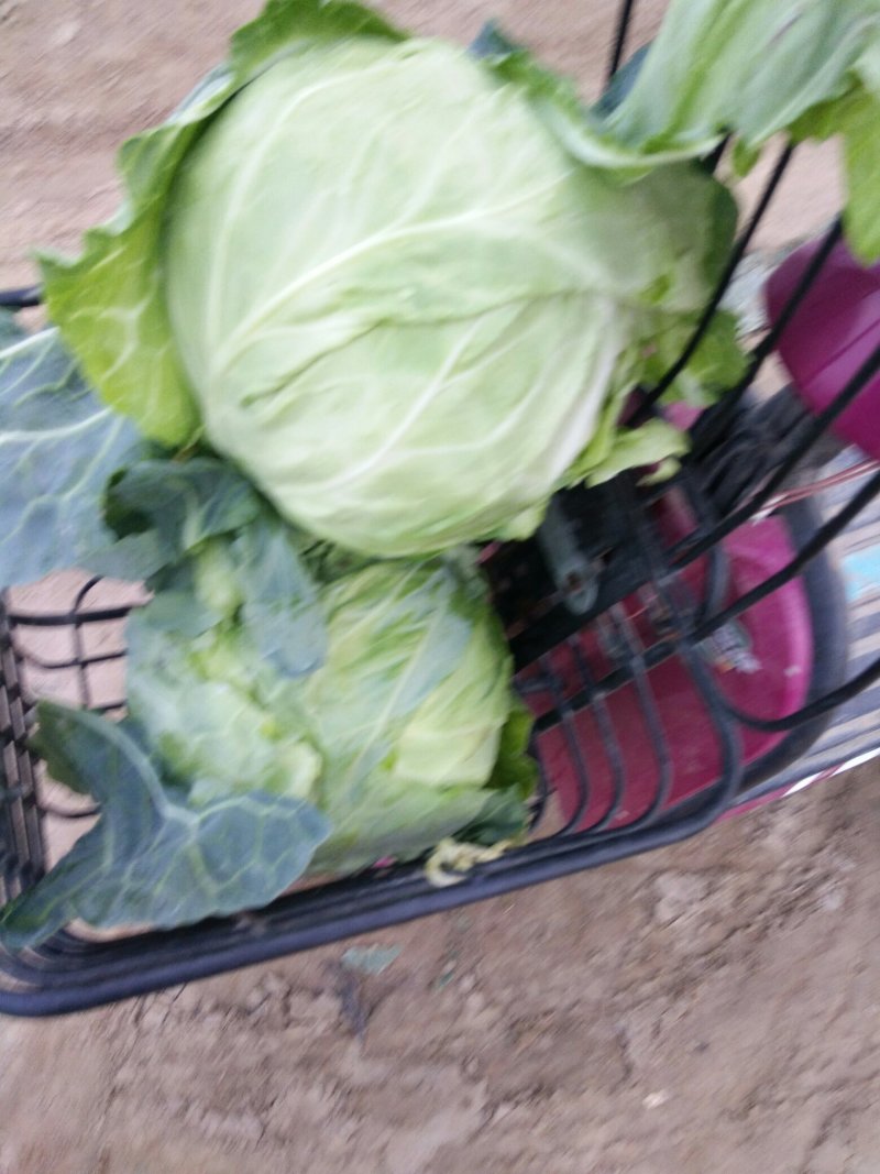 河南中甘优质甘蓝，京丰扁包菜大量上市中，价格真