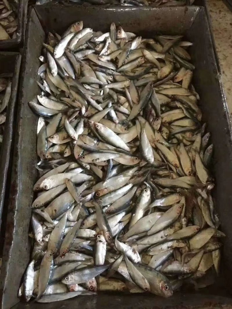 陆冻船冻青皮鱼饲料海鱼螃蟹饲料鱼批量