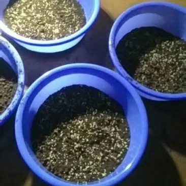蜗牛