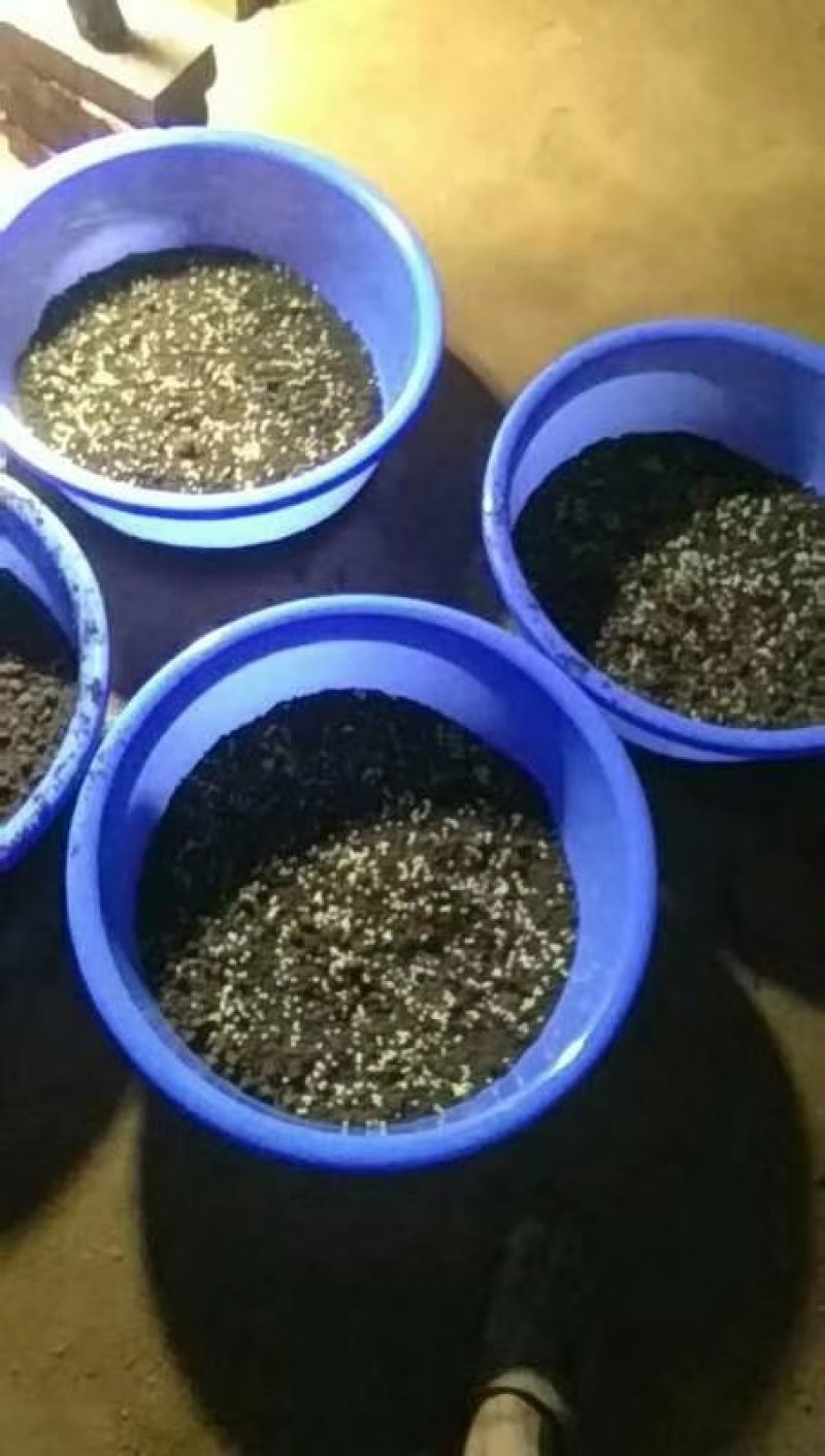 蜗牛