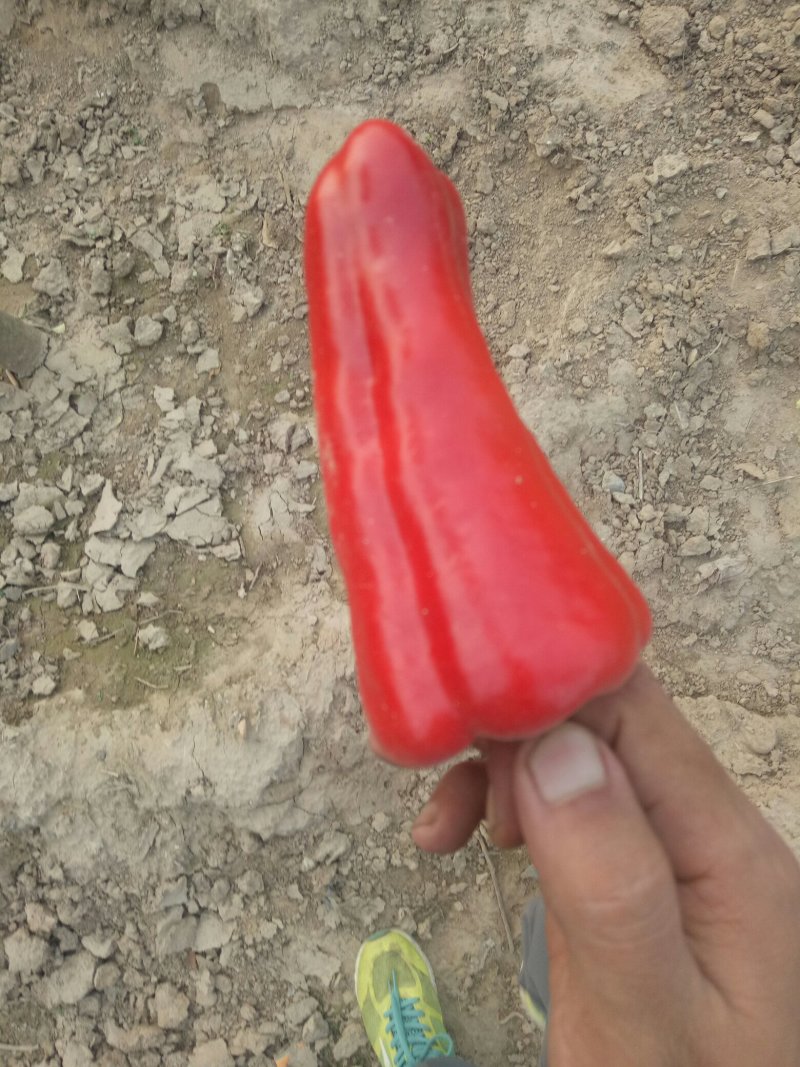 泡椒