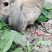 常年出售杂交野兔