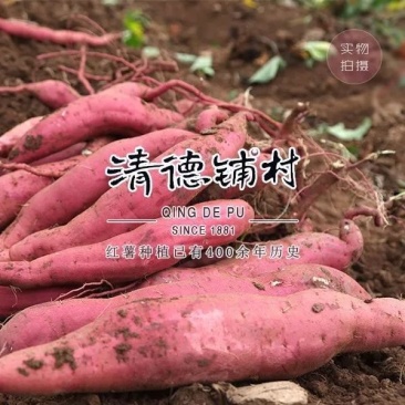 清德铺红薯