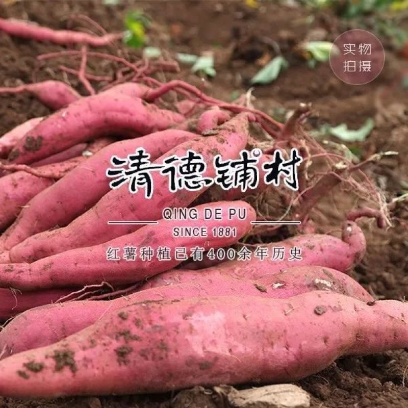 清德铺红薯
