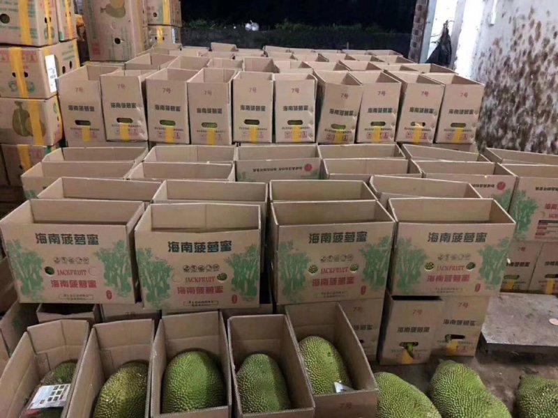 海南三亚菠萝蜜新鲜水果波罗蜜当季整箱特产