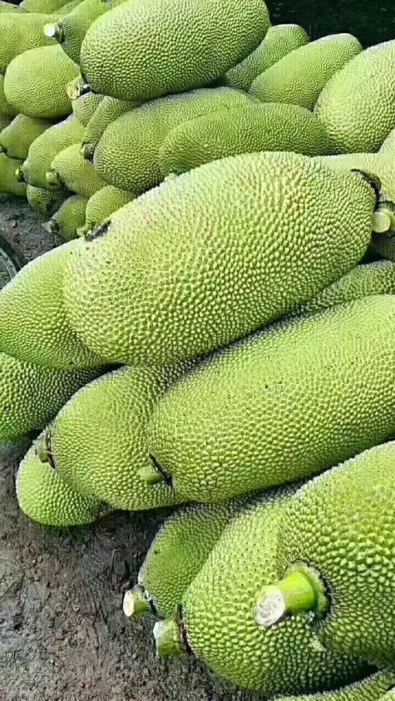 海南三亚菠萝蜜新鲜水果波罗蜜当季整箱特产