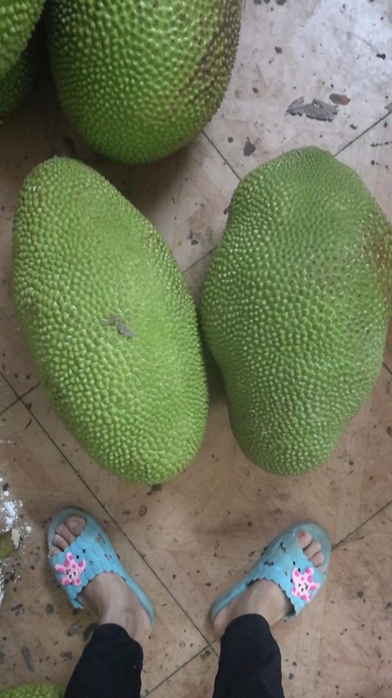 海南三亚菠萝蜜新鲜水果波罗蜜当季整箱特产