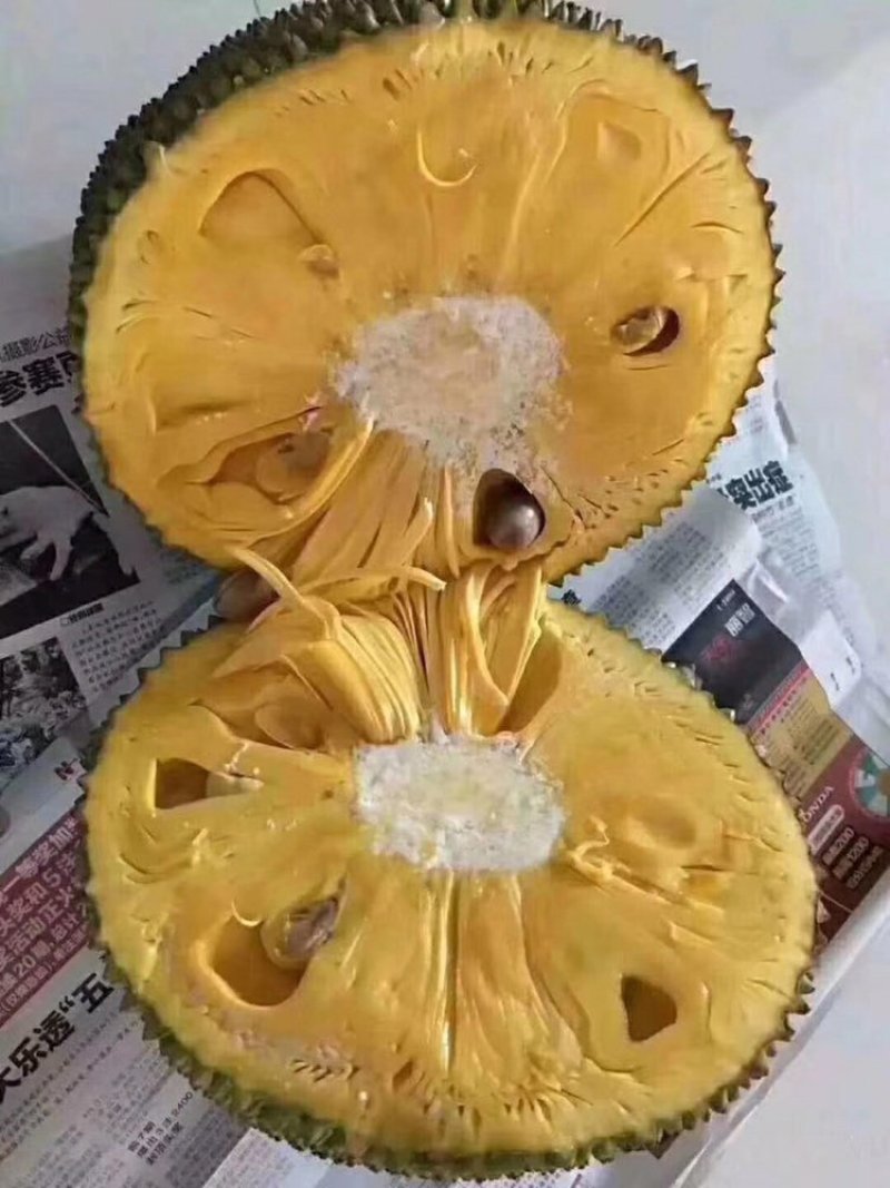 海南三亚菠萝蜜新鲜水果波罗蜜当季整箱特产