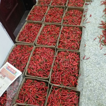 小米椒