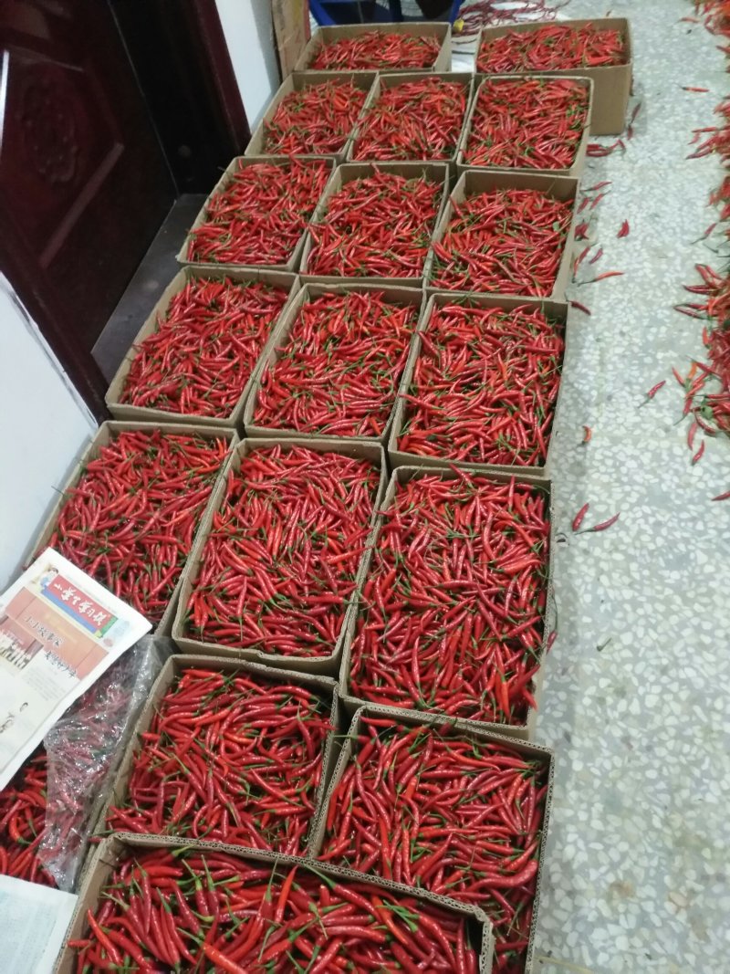 小米椒