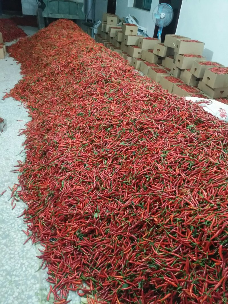 小米椒