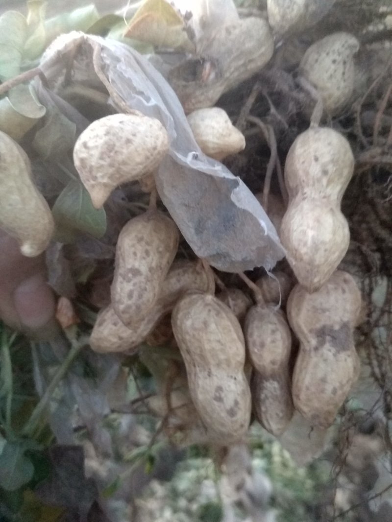 花生，干货带壳、精选花生食用花生、油炸花生米丶可做种子