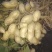 花生，干货带壳、精选花生食用花生、油炸花生米丶可做种子