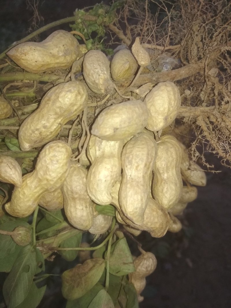 花生，干货带壳、精选花生食用花生、油炸花生米丶可做种子