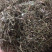 鸡骨草