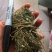 鸡骨草