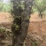 10-20皂角树