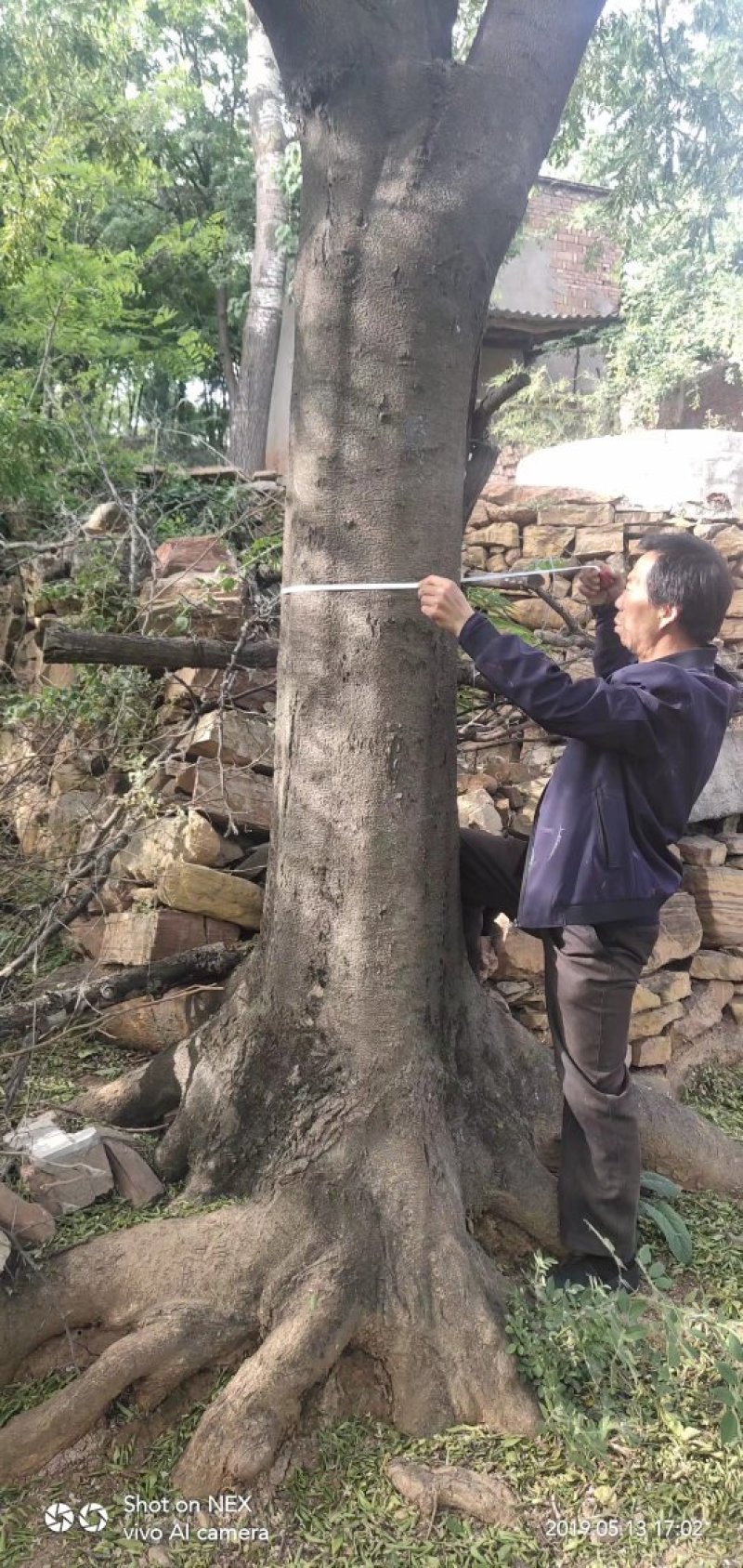 10-20皂角树