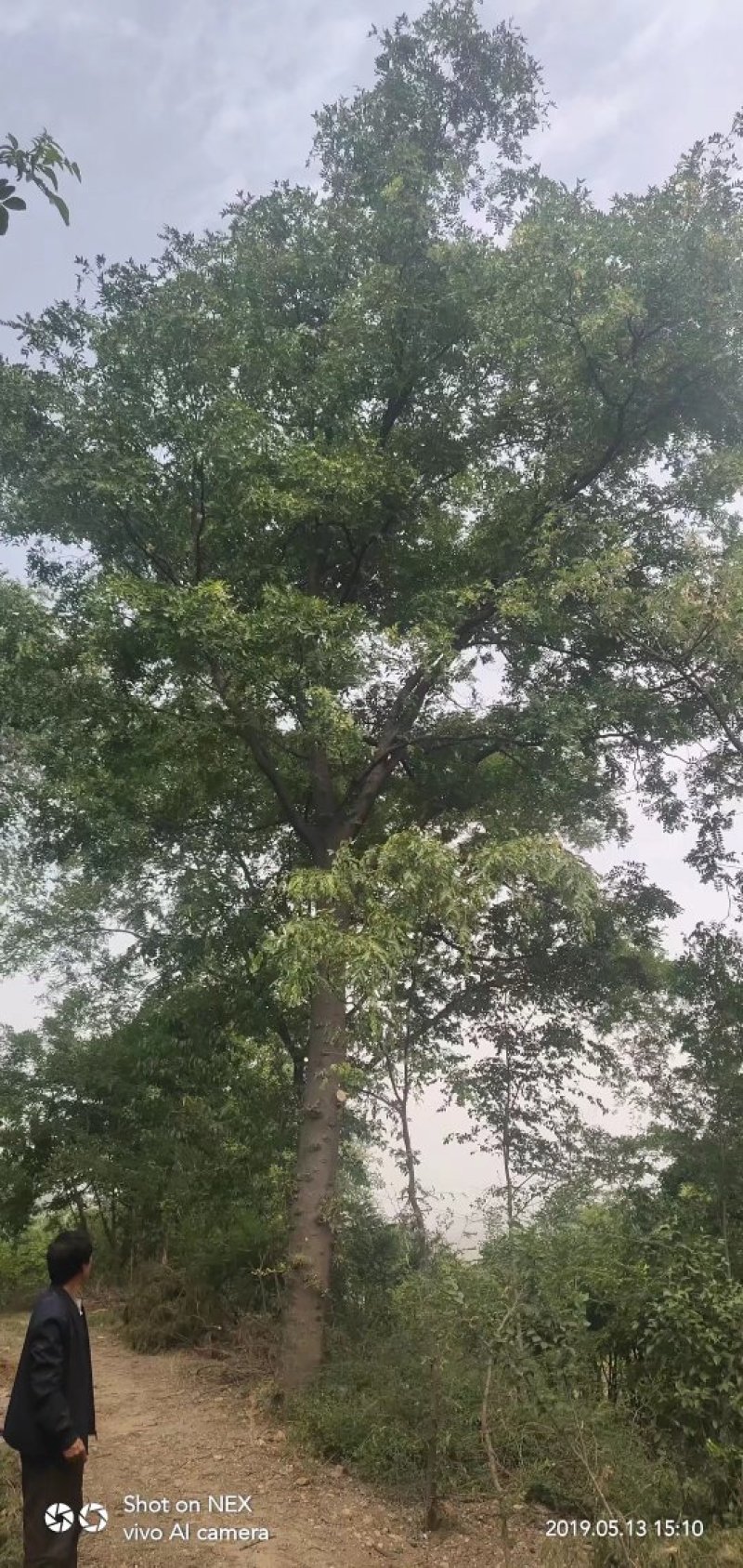 10-20皂角树