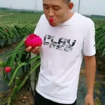火龙果