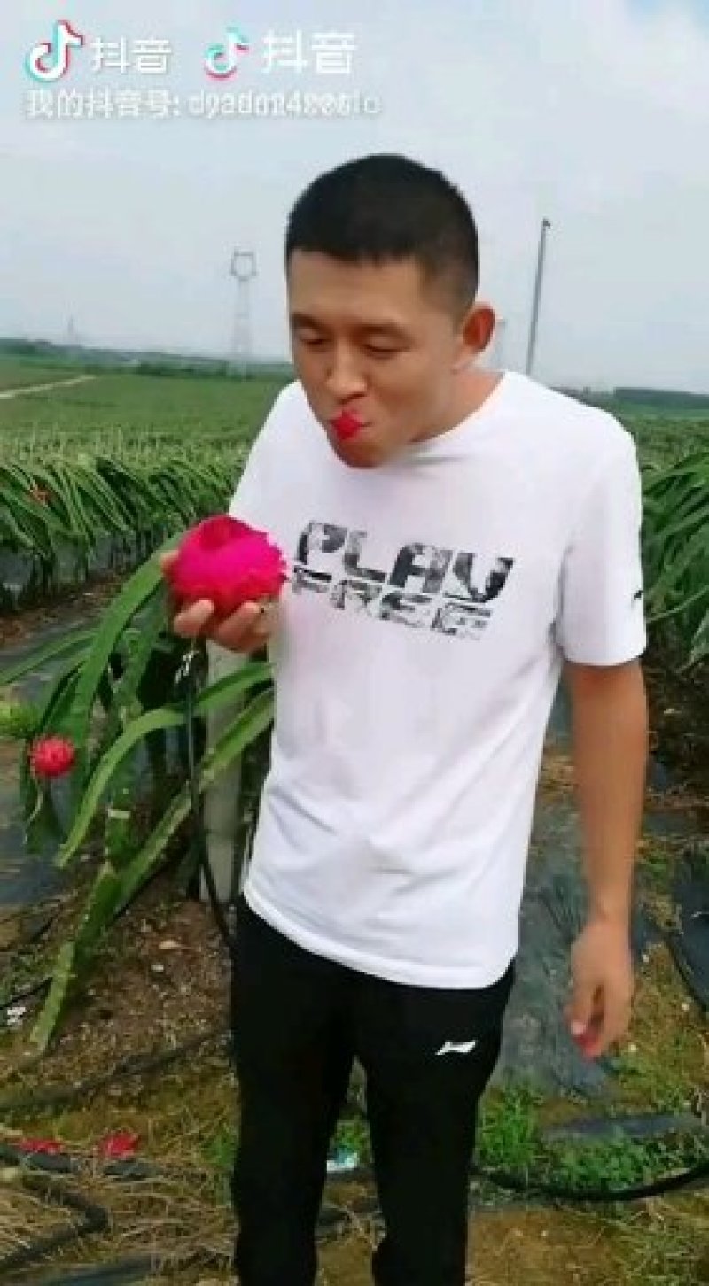 火龙果