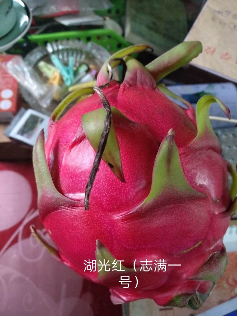 火龙果