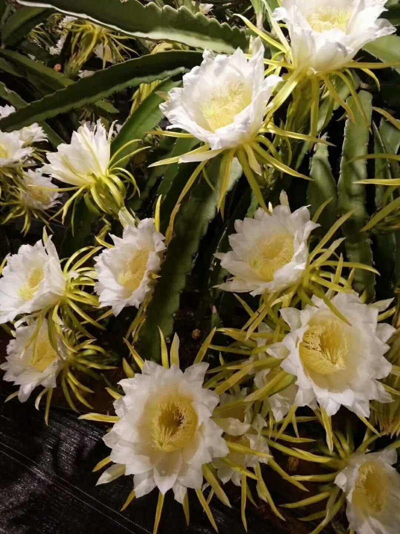 火龙果