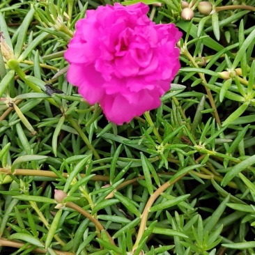 太阳花