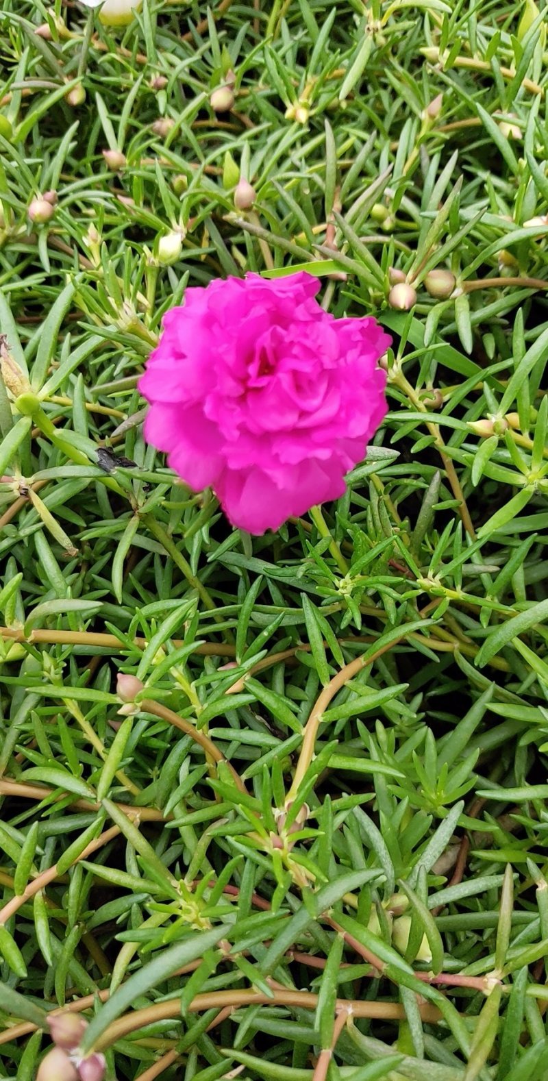 太阳花