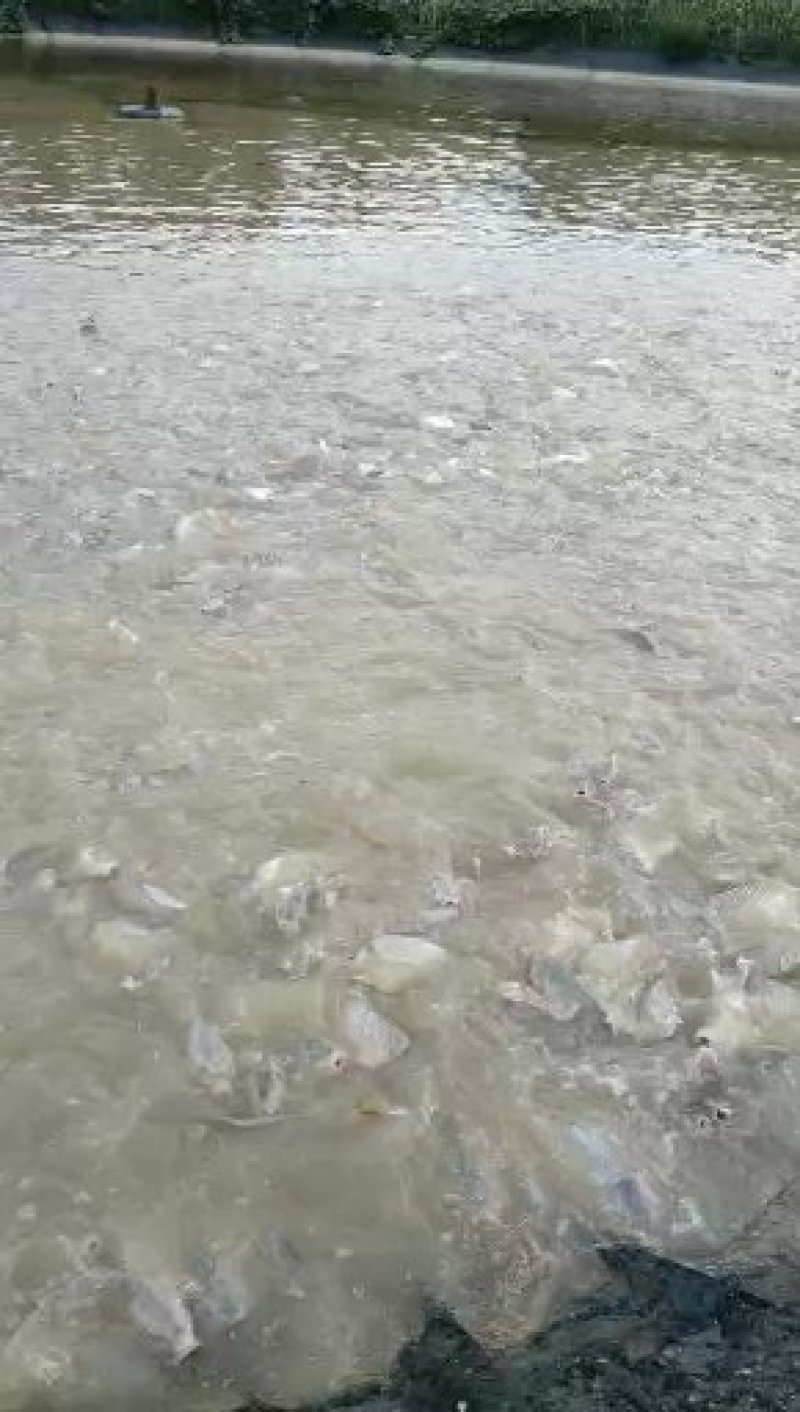 鲤鱼