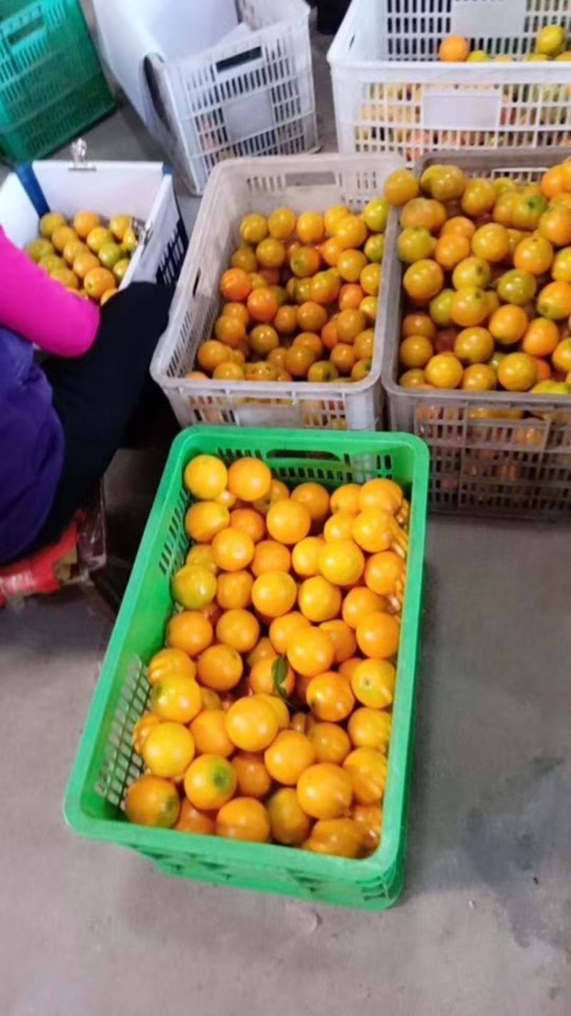 湖北产地发货夏橙大量上市，个大皮薄口感醇甜，水份充足，