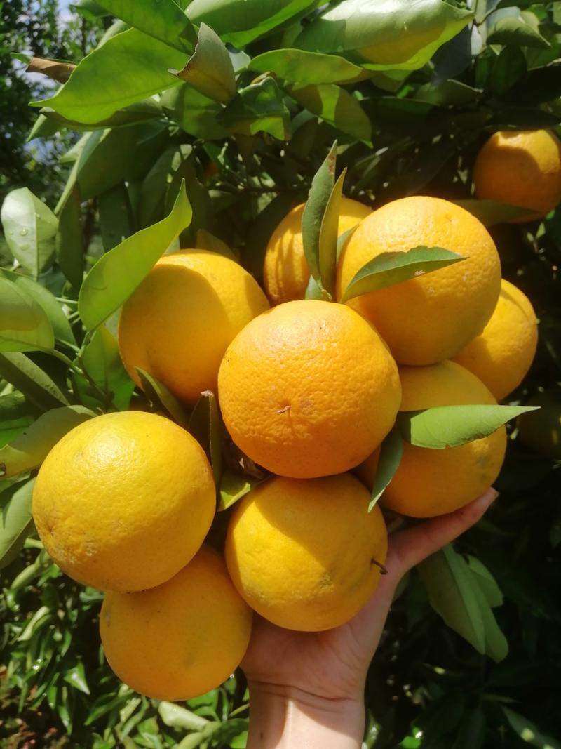 湖北产地发货夏橙大量上市，个大皮薄口感醇甜，水份充足，