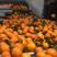 纽荷尔，九月红脐橙大量供货，皮毛口感都非常好，产地直销