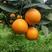 纽荷尔，九月红脐橙大量供货，皮毛口感都非常好，产地直销
