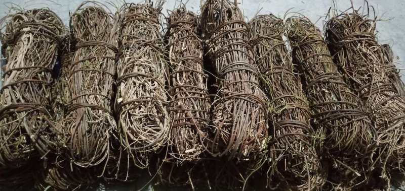 鸡骨草