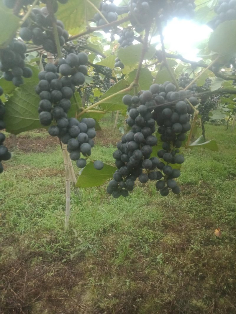 葡萄高山葡萄（酿酒葡萄）热卖中欢迎老板前来订购