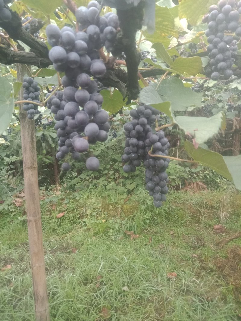 葡萄高山葡萄（酿酒葡萄）热卖中欢迎老板前来订购