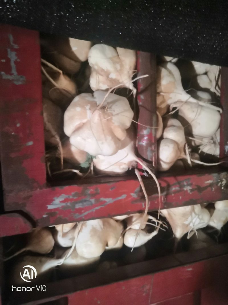 精品湖北地瓜土瓜凉薯沙葛，超市档口供应链大量从优