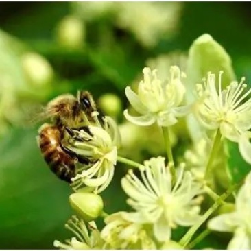 东北纯椴树成熟蜜（蜂王浆、蜂胶、蜂花粉、蜂巢蜜）