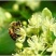东北纯椴树成熟蜜（蜂王浆、蜂胶、蜂花粉、蜂巢蜜）