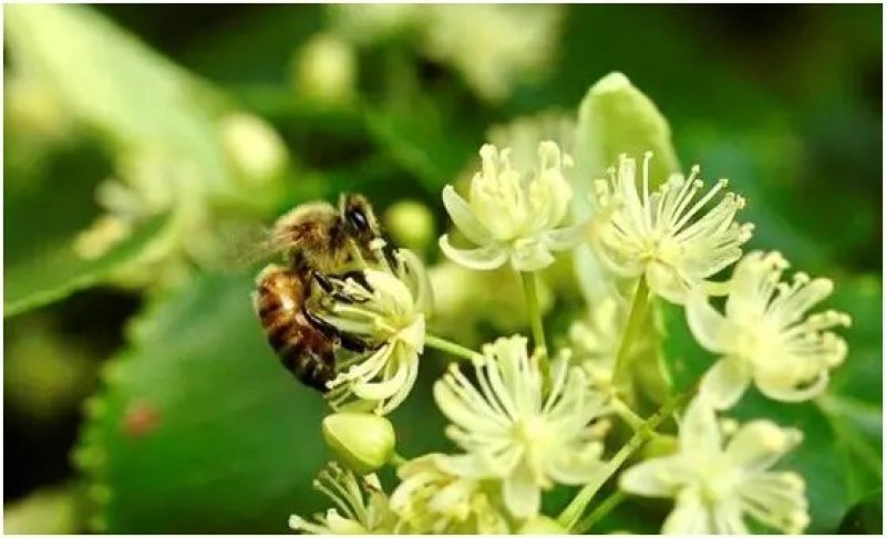 东北纯椴树成熟蜜（蜂王浆、蜂胶、蜂花粉、蜂巢蜜）