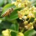 东北纯椴树成熟蜜（蜂王浆、蜂胶、蜂花粉、蜂巢蜜）