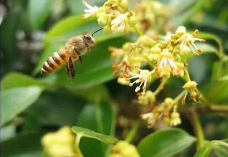 东北纯椴树成熟蜜（蜂王浆、蜂胶、蜂花粉、蜂巢蜜）