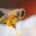 东北纯椴树成熟蜜（蜂王浆、蜂胶、蜂花粉、蜂巢蜜）