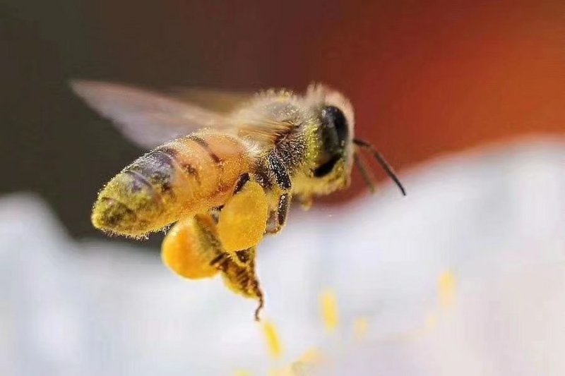 东北纯椴树成熟蜜（蜂王浆、蜂胶、蜂花粉、蜂巢蜜）