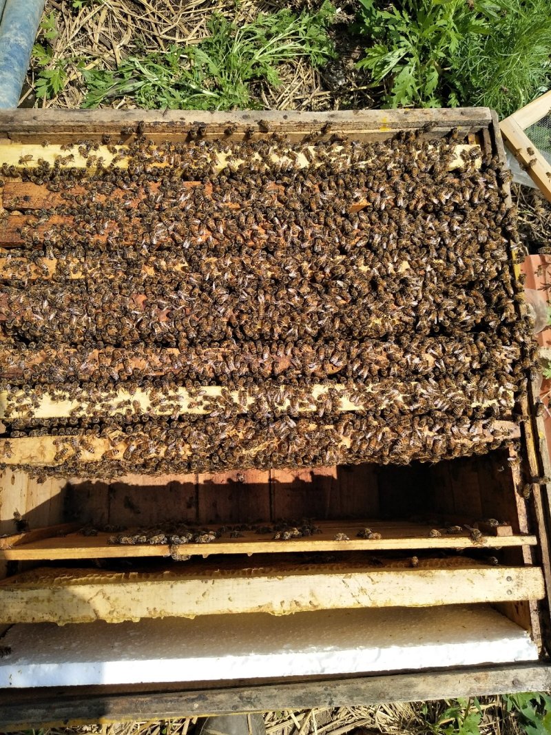 东北纯椴树成熟蜜（蜂王浆、蜂胶、蜂花粉、蜂巢蜜）