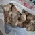 九死还魂草满卷柏农家初选农副产品11111